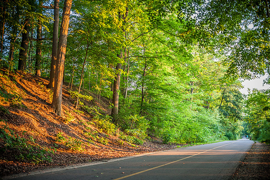 A shot of a trail surrounded by trees in London, Ontario