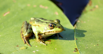 It’s not too late to make Canada a world biodiversity champion with conservation finance