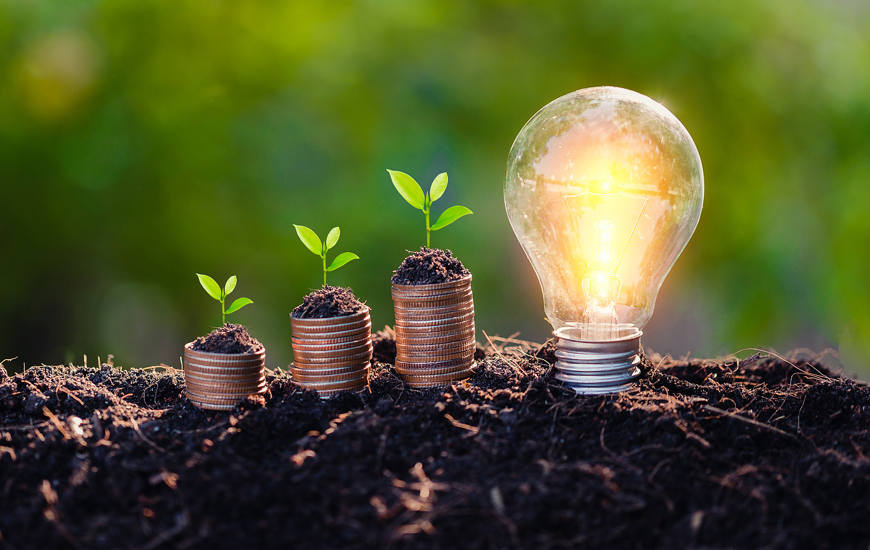 Plants growing out of lighbulbs planted in the earth