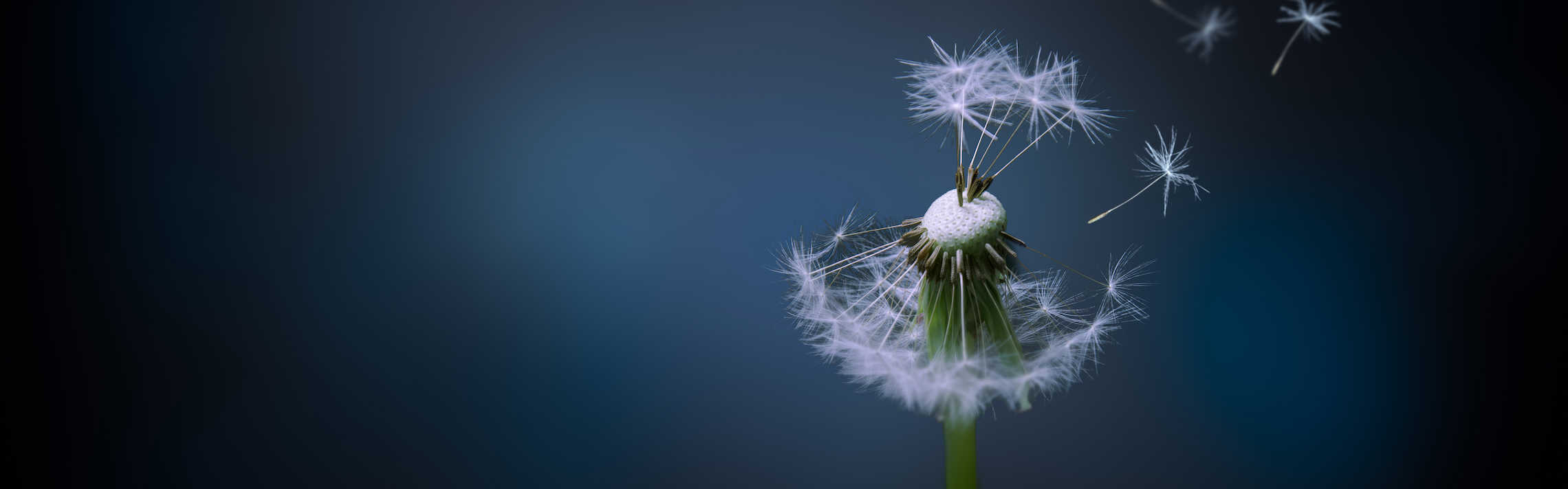 Dandelion blowing away