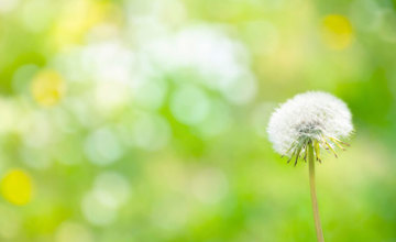 Rob Austin | The Dandelion Principle